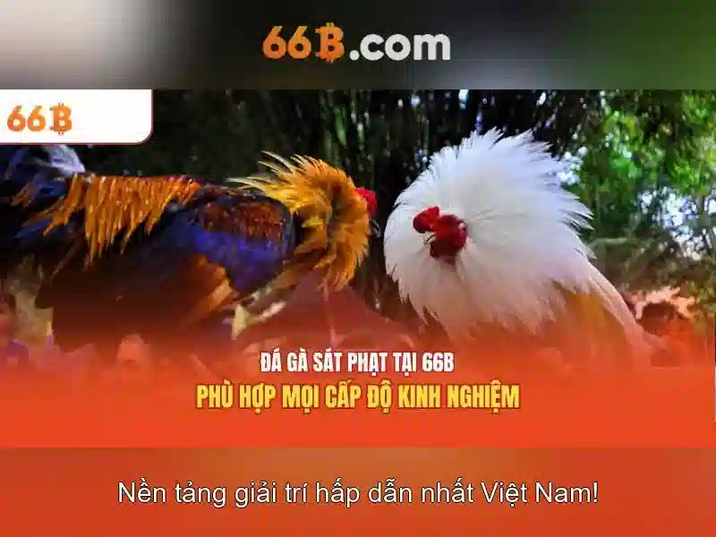Cài đặt và triển khai 66B